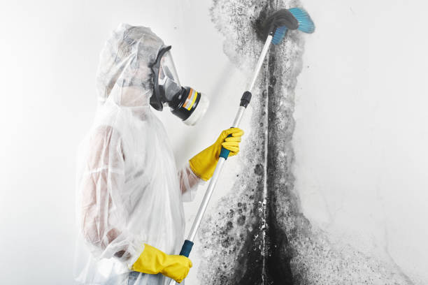 Trusted Hamlet, IN Mold Removal Experts